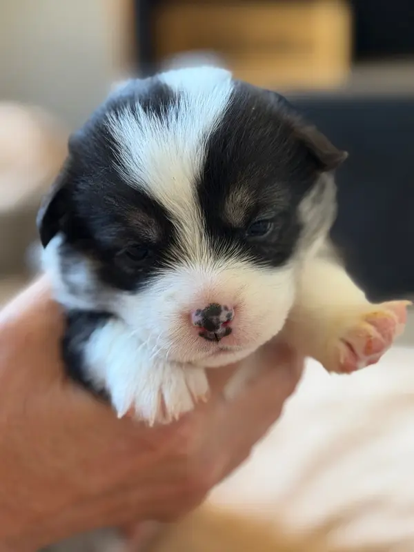 Chiot, Welsh corgi Pembroke, élevage Du Royaume de l'Embellie
