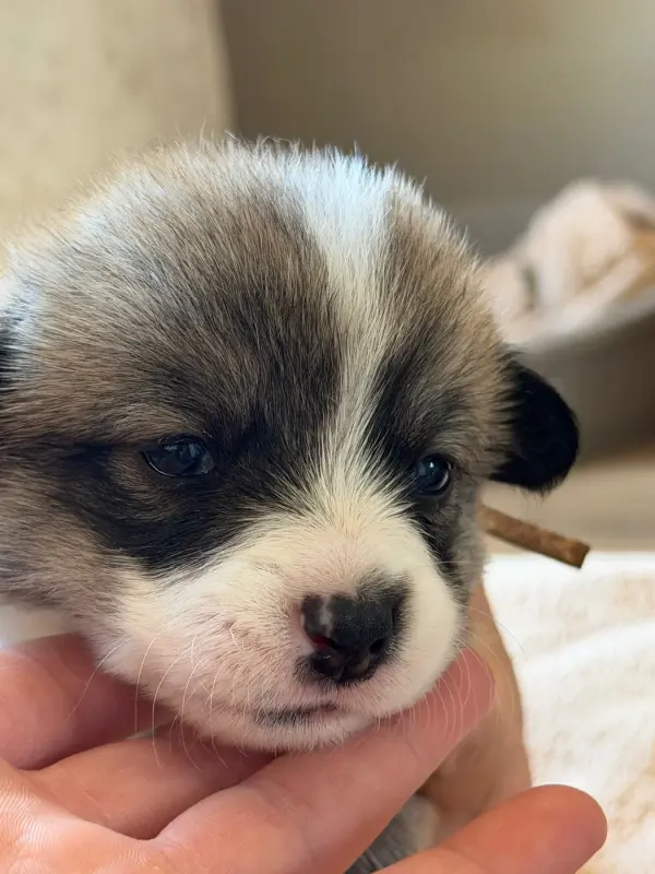Chiot, Welsh corgi Pembroke, élevage Du Royaume de l'Embellie