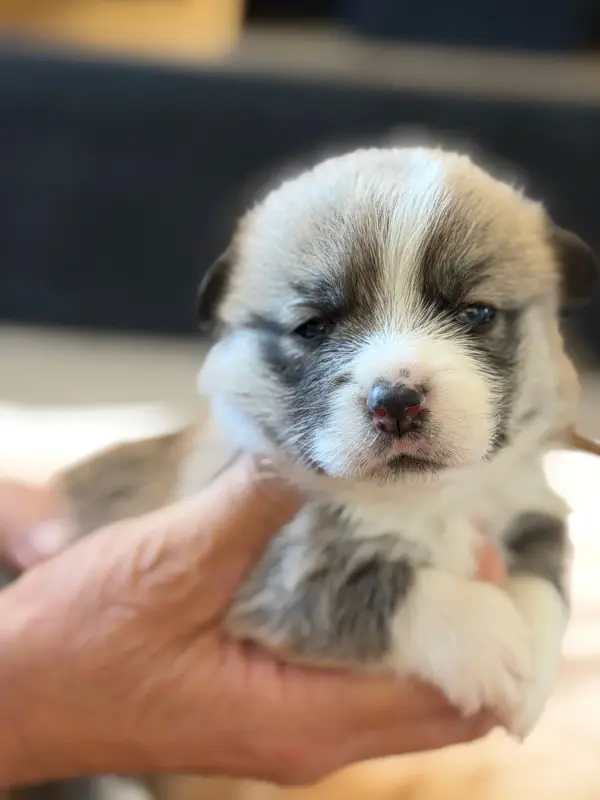 Chiot, Welsh corgi Pembroke, élevage Du Royaume de l'Embellie