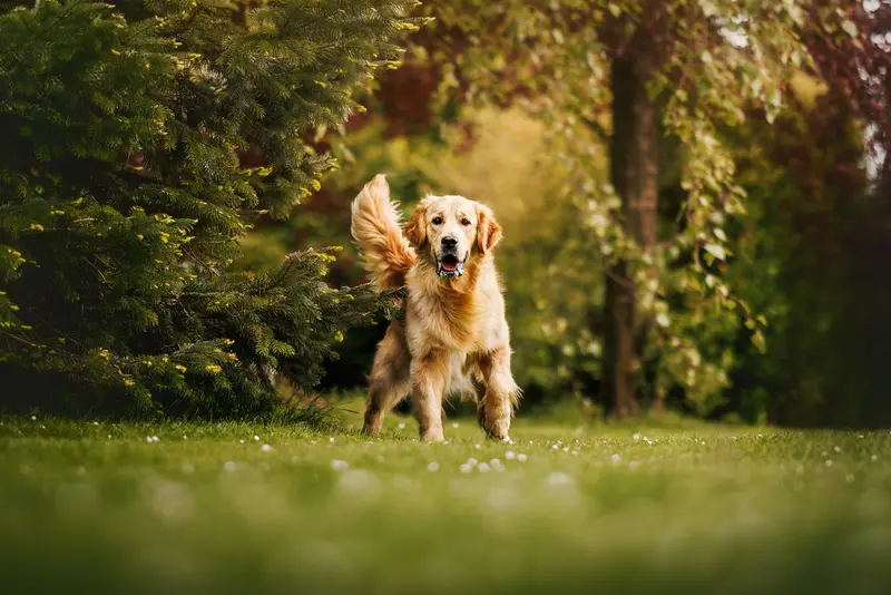 Père de la portée de Golden retriever, élevage non renseigné