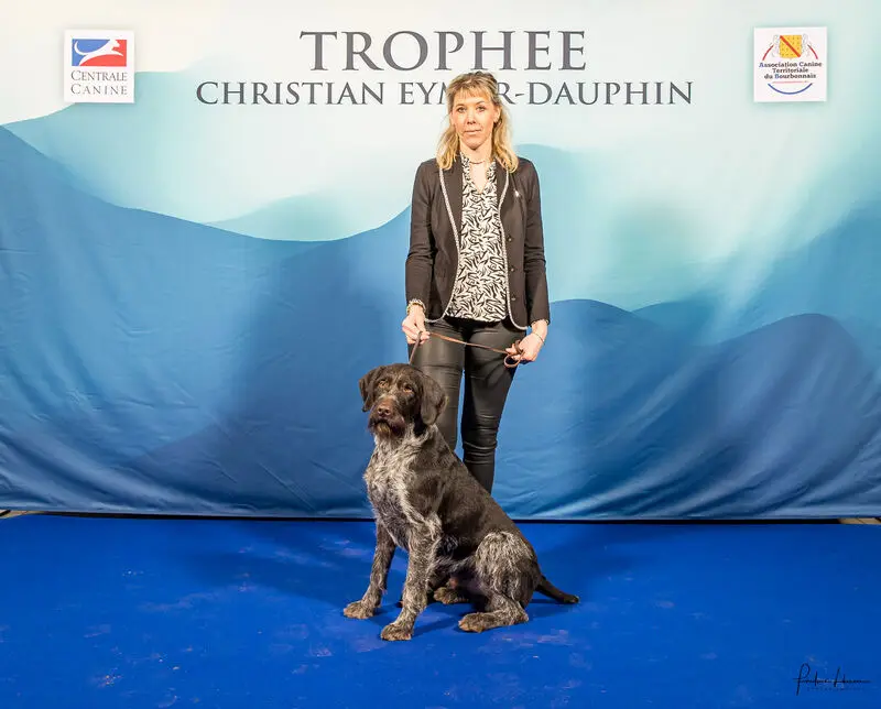 Père de la portée de Chien d'arrêt allemand à poil dur, élevage Du Clos de Lord Compte