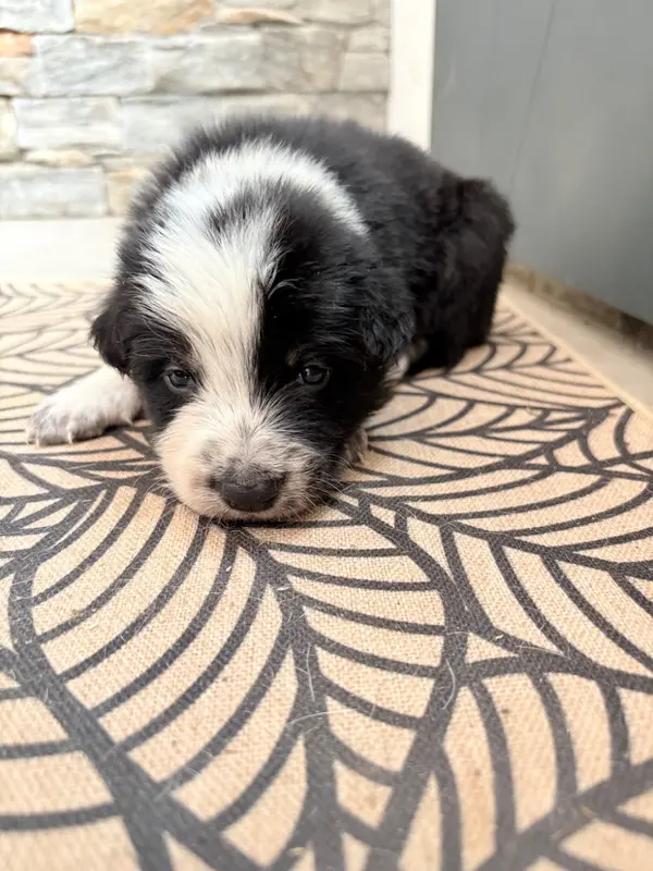 Portée de Border collie, élevage De la Croix Becasse