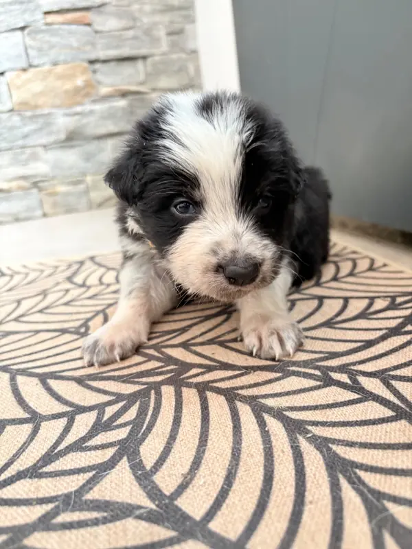 Portée de Border collie, élevage De la Croix Becasse