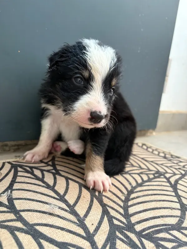 Chiot N°6 collier vert, Border collie, élevage De la Croix Becasse