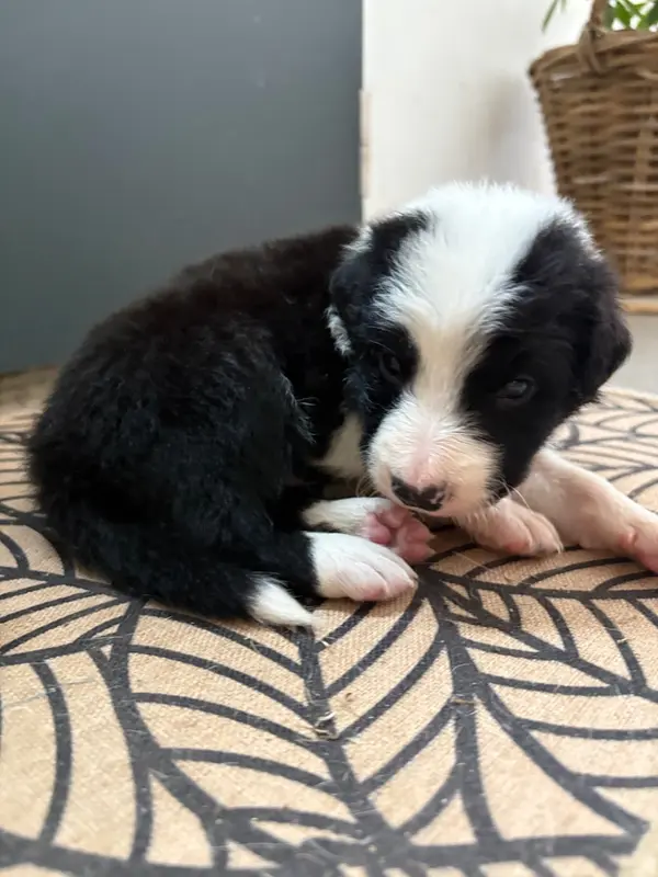 Chiot N°5 collier noir en scratch, Border collie, élevage De la Croix Becasse