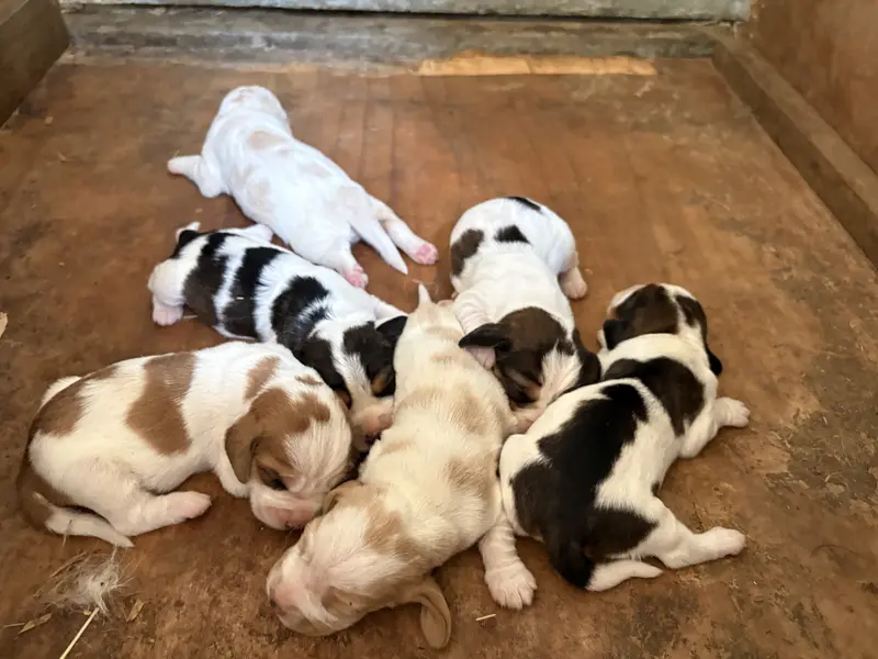 Portée de Petit basset griffon vendéen, élevage De la Croix Becasse
