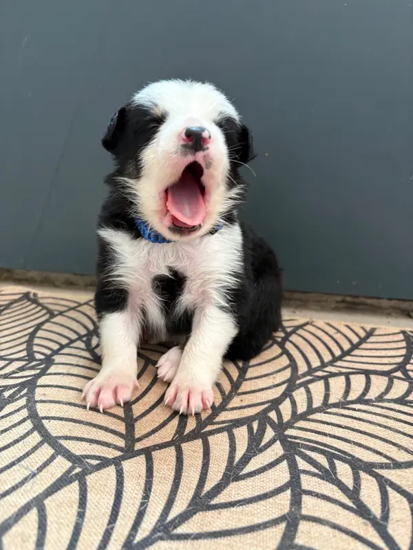 Chiot N°1 collier bleu, Border collie, élevage De la Croix Becasse