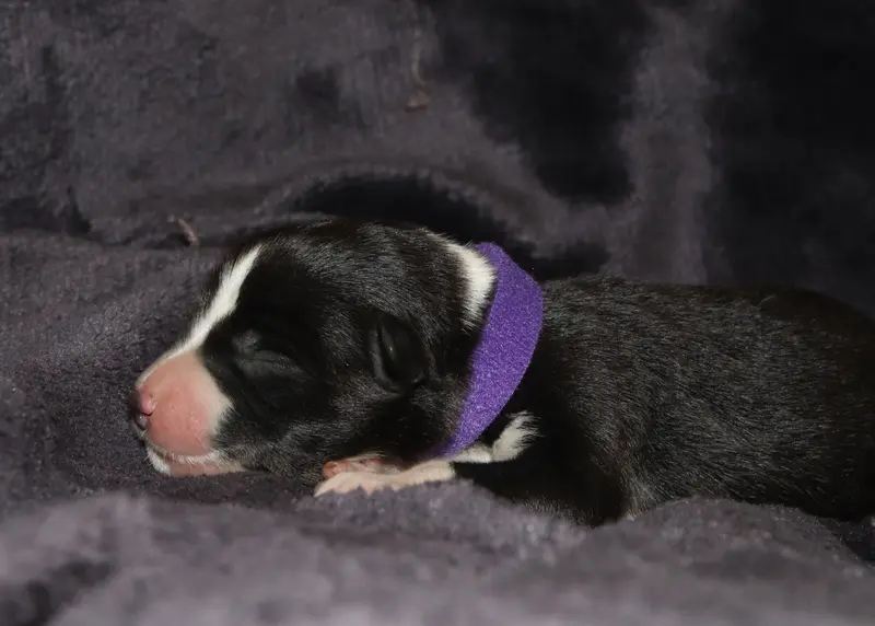 Portée de Border collie, élevage Des Truffes Colorees