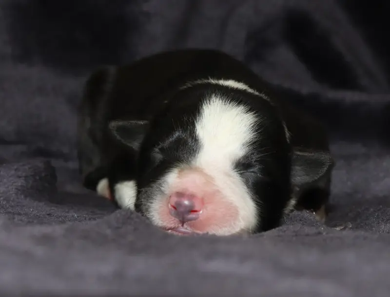 Balia - collier jaune, Border collie, élevage Des Truffes Colorees