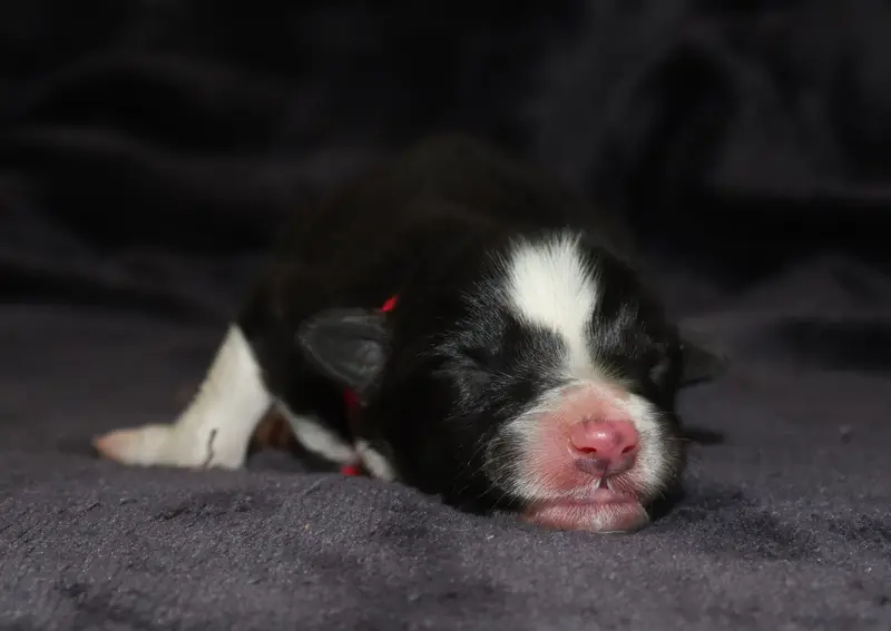 Biscuit - collier rouge, Border collie, élevage Des Truffes Colorees
