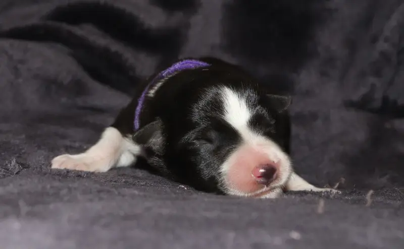 Bridget - collier violet, Border collie, élevage Des Truffes Colorees