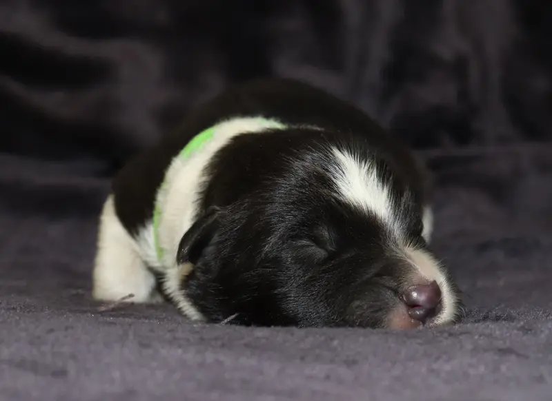 Portée de Border collie, élevage Des Truffes Colorees