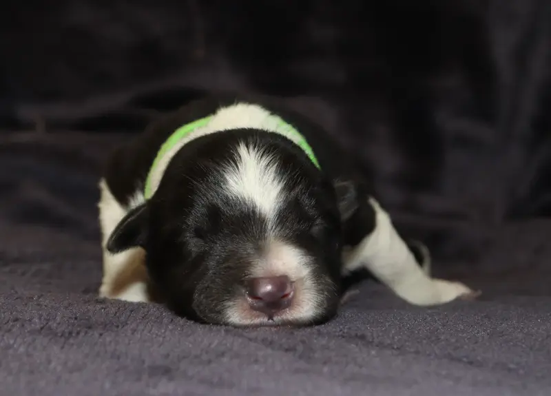 Balisto - collier vert, Border collie, élevage Des Truffes Colorees