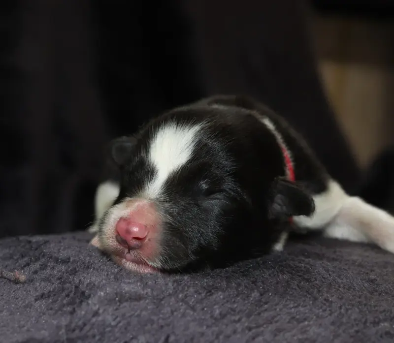 Portée de Border collie, élevage Des Truffes Colorees