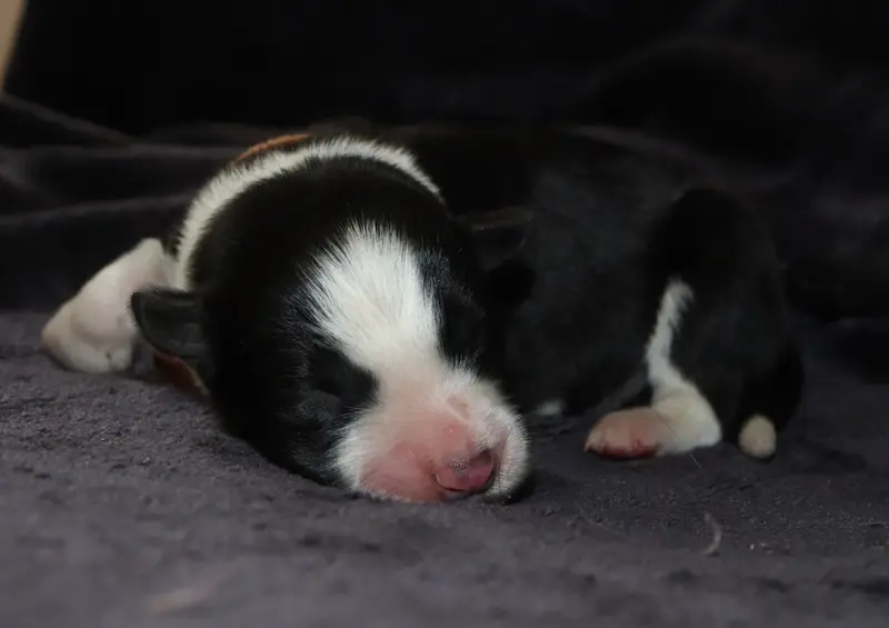 Batal - collier orange, Border collie, élevage Des Truffes Colorees