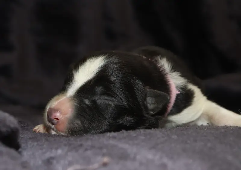 Portée de Border collie, élevage Des Truffes Colorees