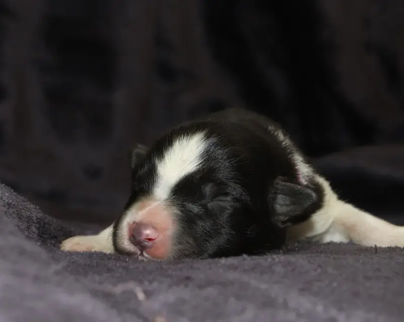 Brioche - collier rose, Border collie, élevage Des Truffes Colorees