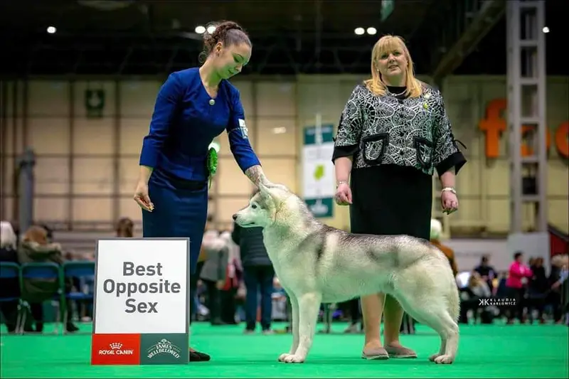 Père de la portée de Husky sibérien, élevage non renseigné