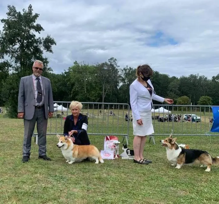 Portée de Welsh corgi Pembroke, élevage La Vallee d'Upsie