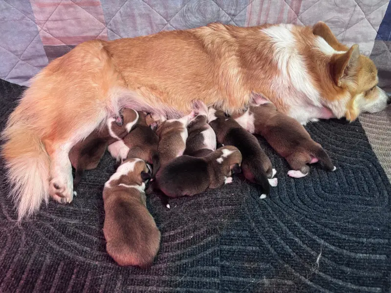 Portée de Welsh corgi Pembroke, élevage La Vallee d'Upsie