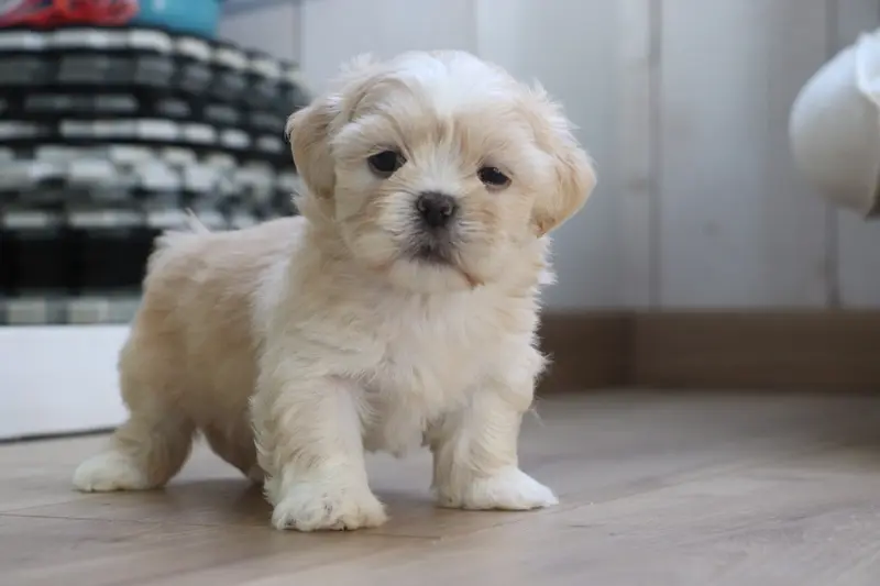 Portée de Lhassa apso, élevage Der Lenn