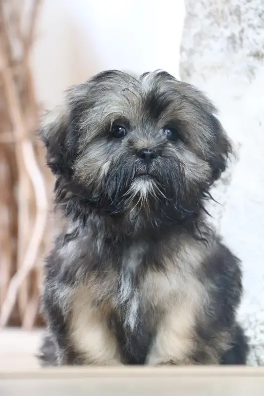 Portée de Lhassa apso, élevage Der Lenn