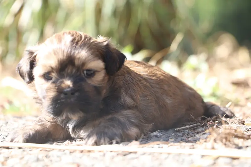 Portée de Lhassa apso, élevage Der Lenn