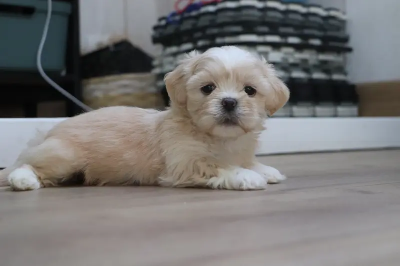 Portée de Lhassa apso, élevage Der Lenn