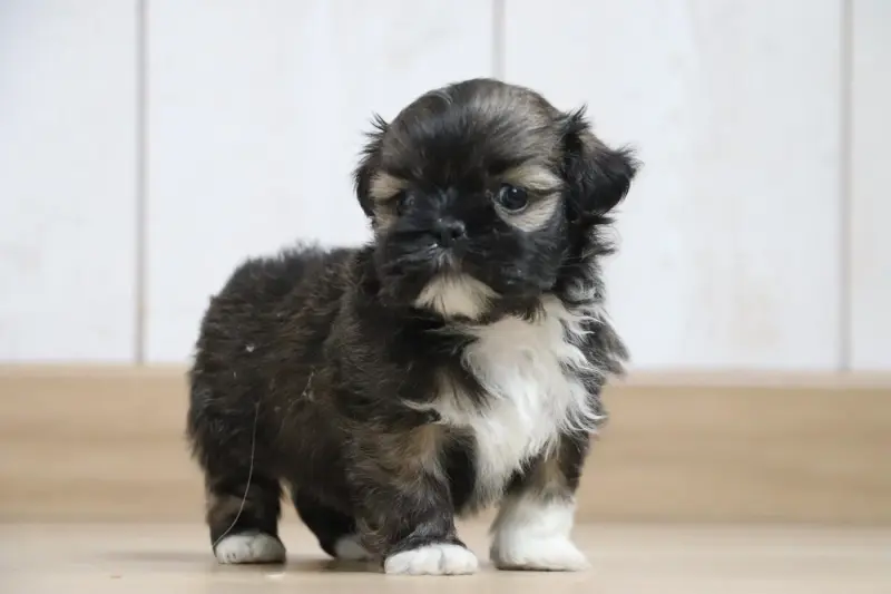 Chiot, Lhassa apso, élevage Der Lenn