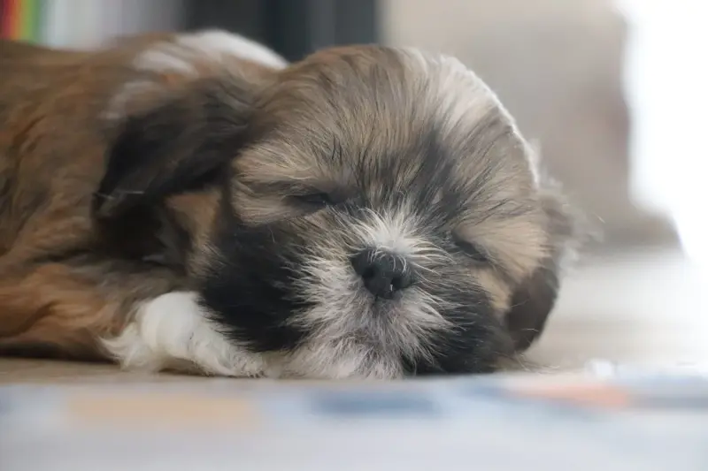 Chiot, Lhassa apso, élevage Der Lenn