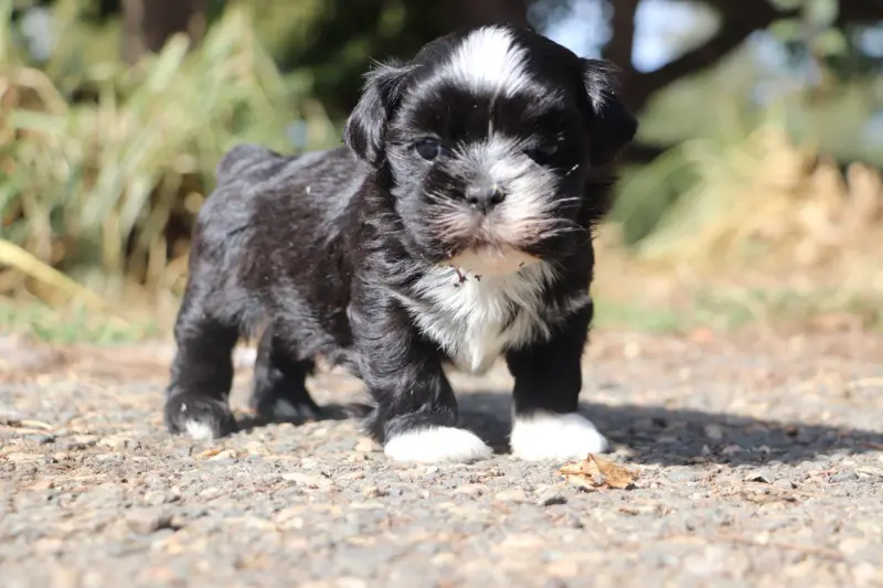 Chiot, Lhassa apso, élevage Der Lenn