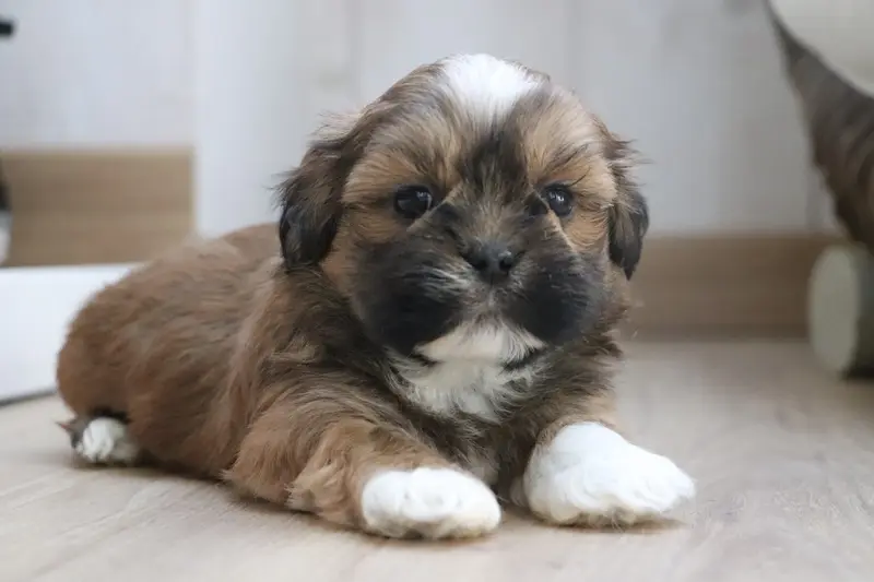 Benjy, Lhassa apso, élevage Der Lenn