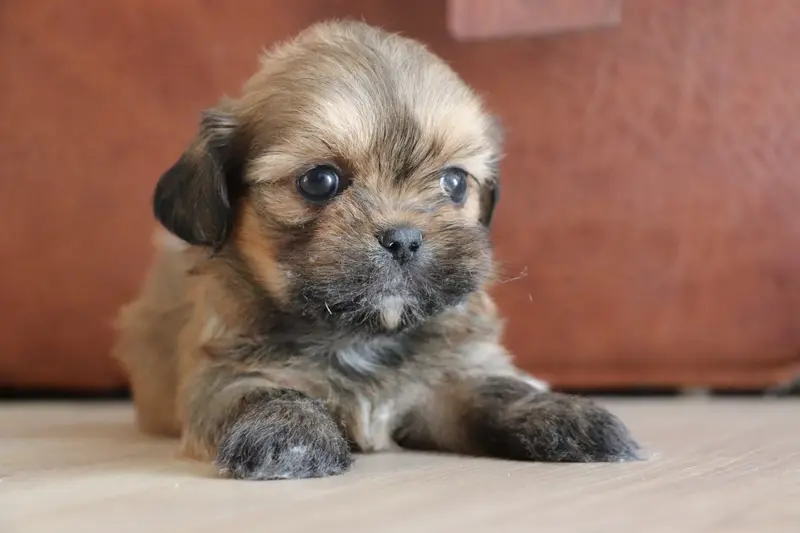 Baloo, Lhassa apso, élevage Der Lenn