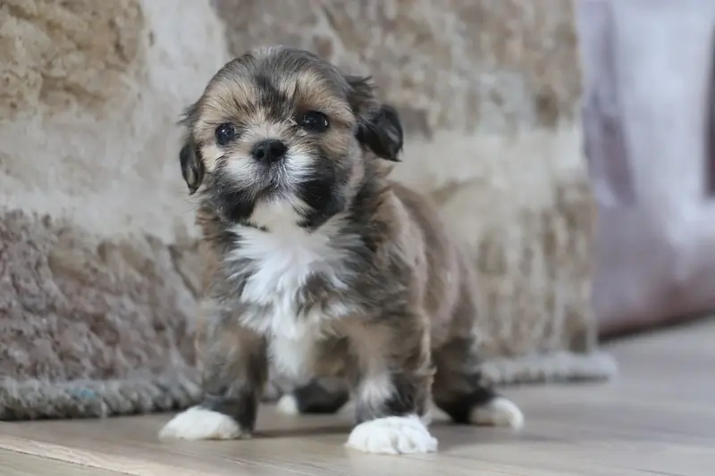 Portée de Lhassa apso, élevage Der Lenn