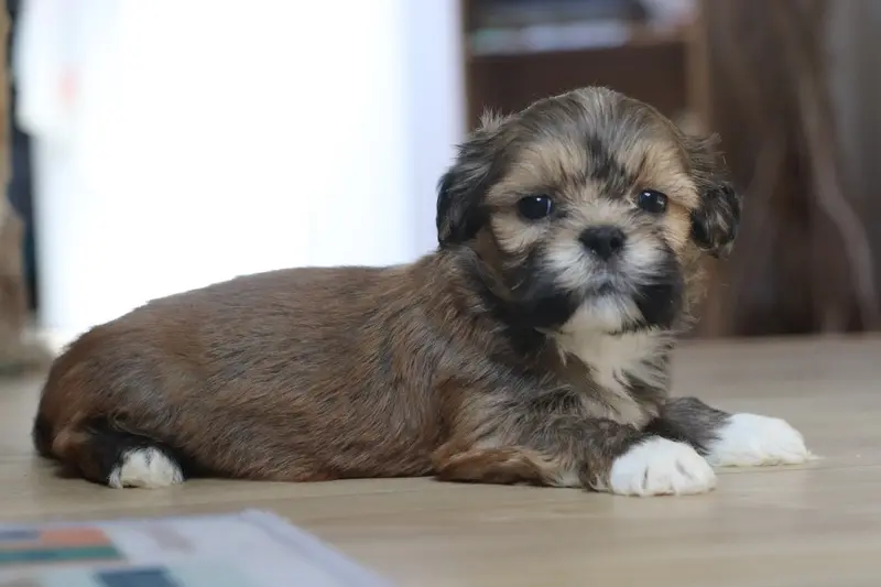 Portée de Lhassa apso, élevage Der Lenn
