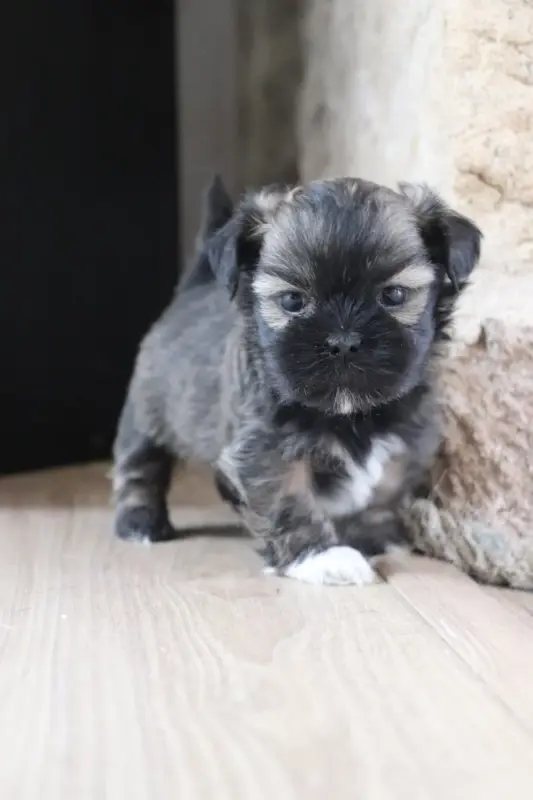 Chiot, Lhassa apso, élevage Der Lenn