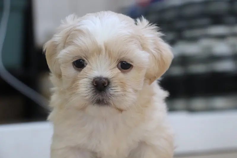 Portée de Lhassa apso, élevage Der Lenn