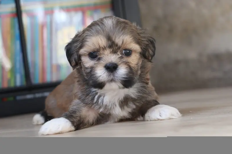 Portée de Lhassa apso, élevage Der Lenn
