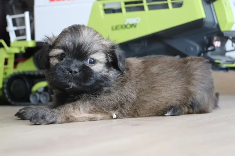 Chiot, Lhassa apso, élevage Der Lenn
