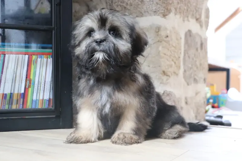 Portée de Lhassa apso, élevage Der Lenn
