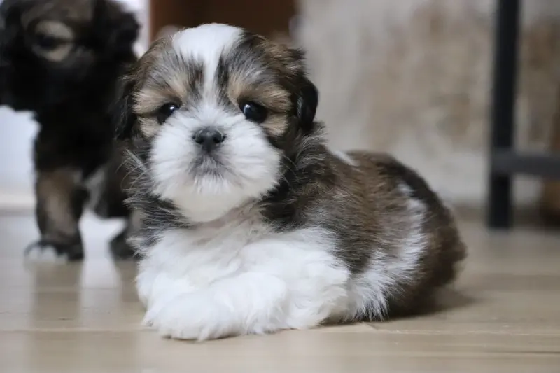 Chiot, Lhassa apso, élevage Der Lenn