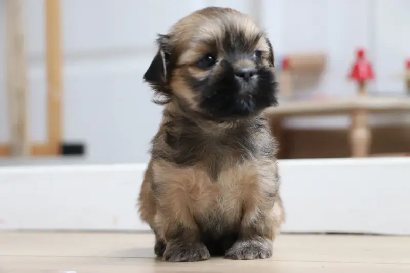 Chiot, Lhassa apso, élevage Der Lenn