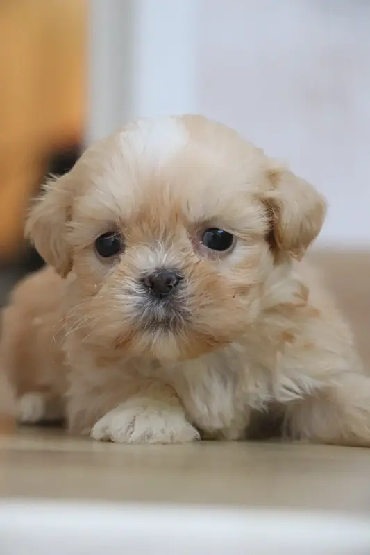 Chiot, Lhassa apso, élevage Der Lenn