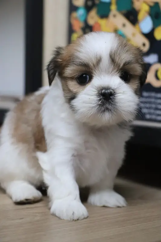 Chiot, Lhassa apso, élevage Der Lenn