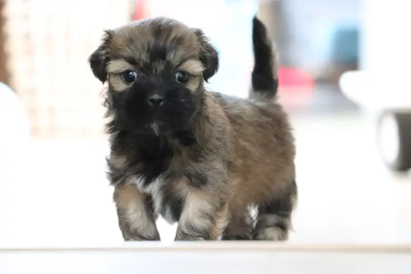 Chiot, Lhassa apso, élevage Der Lenn