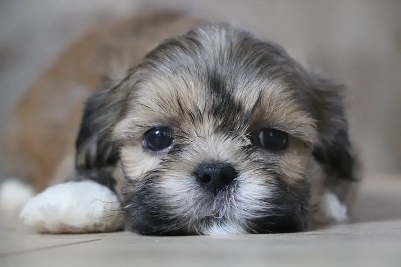 Portée de Lhassa apso, élevage Der Lenn
