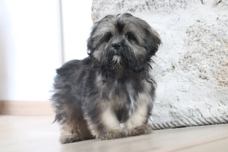 Portée de Lhassa apso, élevage Der Lenn