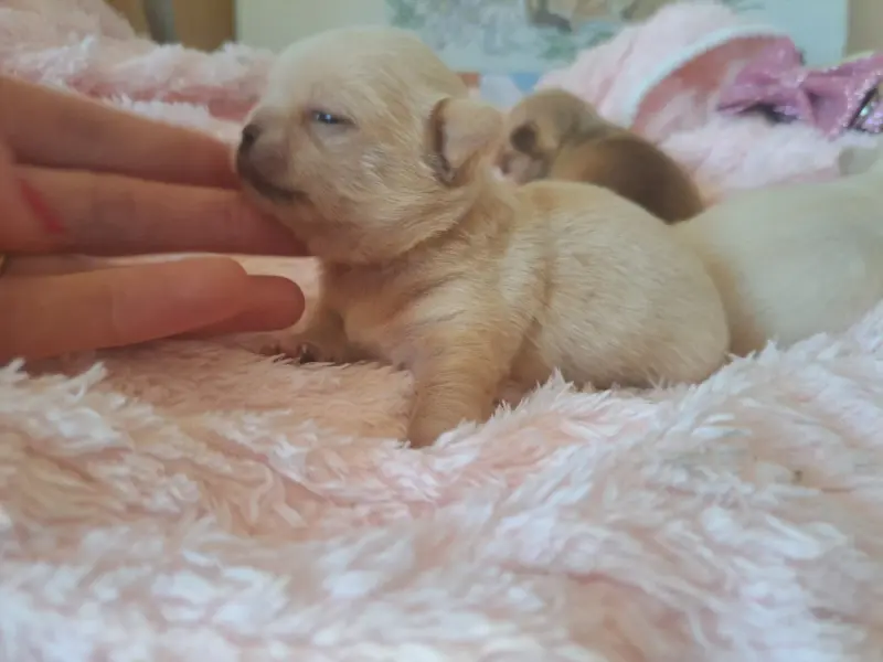 Portée de Chihuahua, élevage Les Saphirs de Larjekda