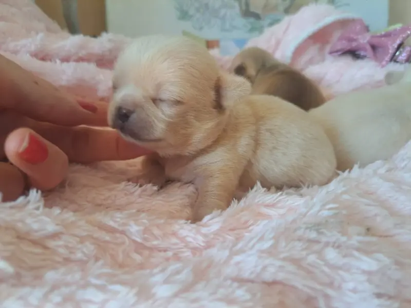 Portée de Chihuahua, élevage Les Saphirs de Larjekda