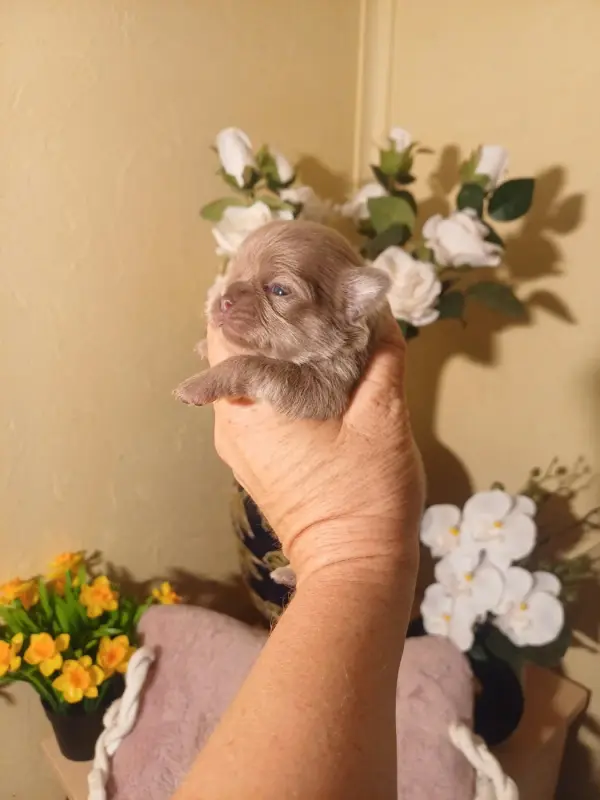 Chiot, Chihuahua, élevage Les Saphirs de Larjekda